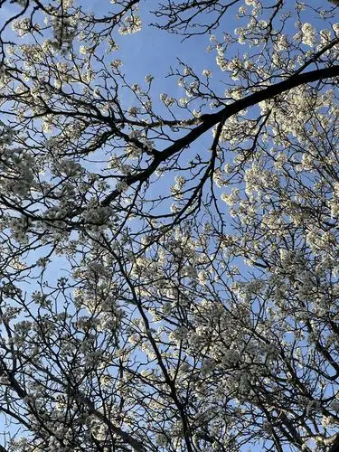 Spring's vibrant promise against a clear blue.
